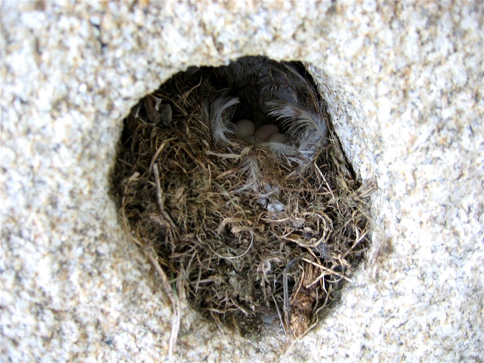 Niño de curroxo (Phoenicurus ochruros)na zona da Lanzada (Sanxenxo).