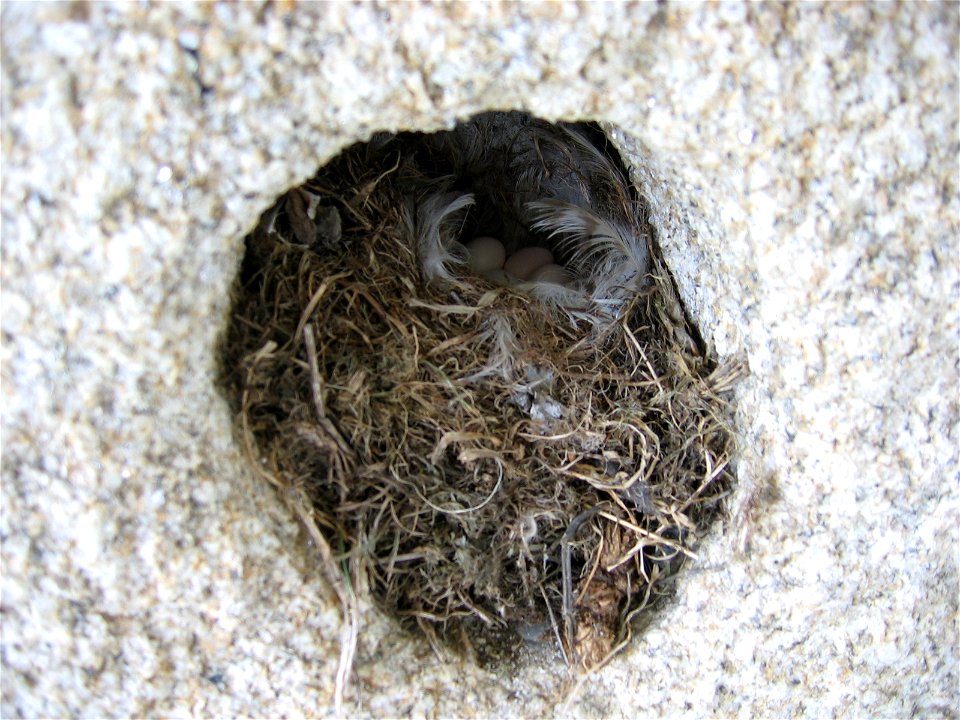 Niño de curroxo (Phoenicurus ochruros)na zona da Lanzada (Sanxenxo). photo