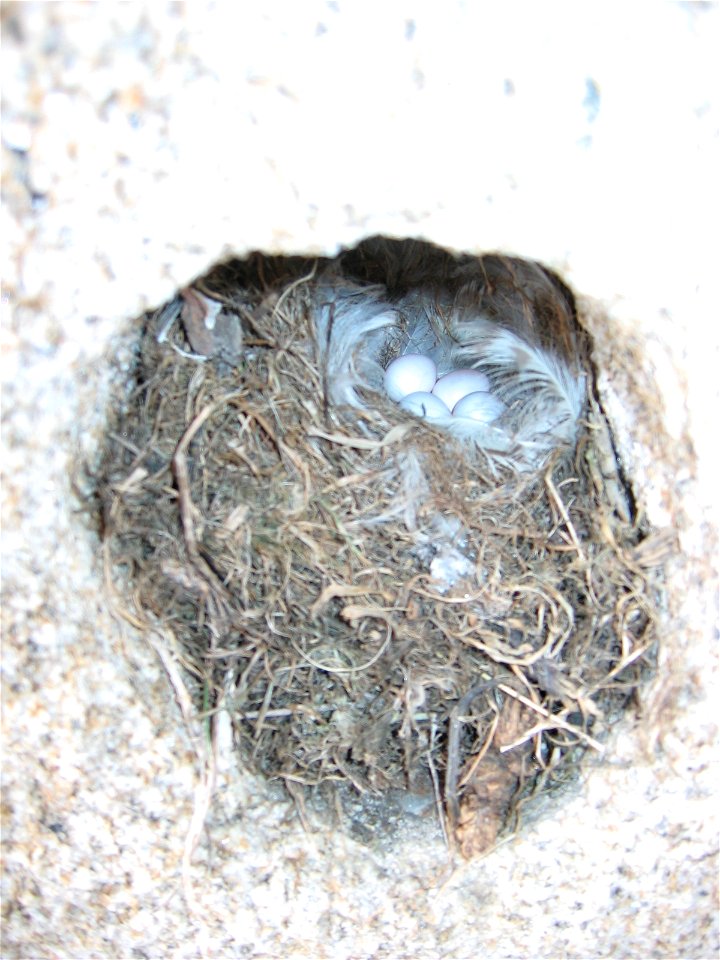 Niño de curroxo (Phoenicurus ochruros)na zona da Lanzada (Sanxenxo).
Français :  Nid de rouge-queue noir (Phoenicurus ochruros) (commune de Sanxenxo en Galice (Espagne).