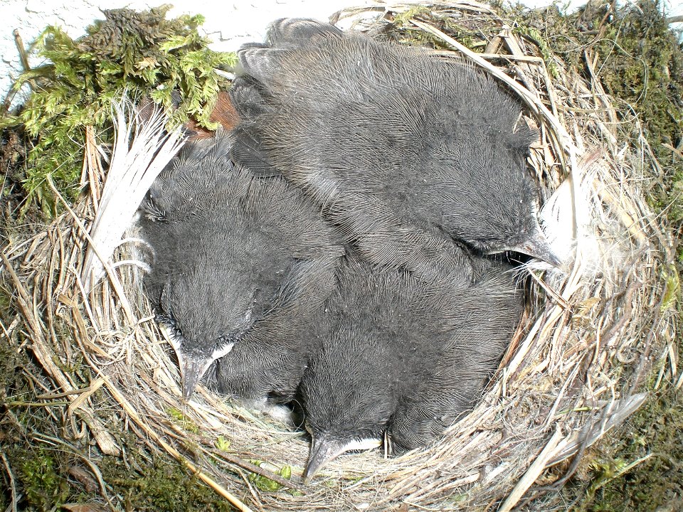 Naked squabs from Black Redstart, 2 weeks old