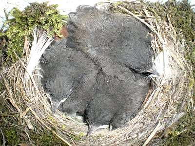 Naked squabs from Black Redstart, 2 weeks old photo