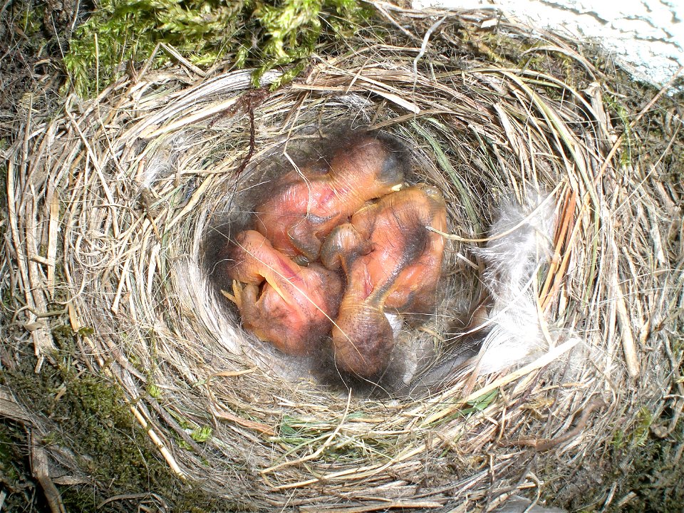 Naked squabs from Black Redstart