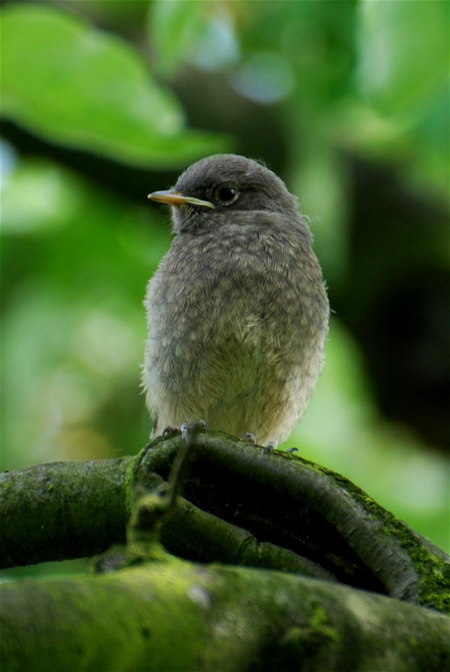 Black Redstart (Phoenicurus ochruros)
