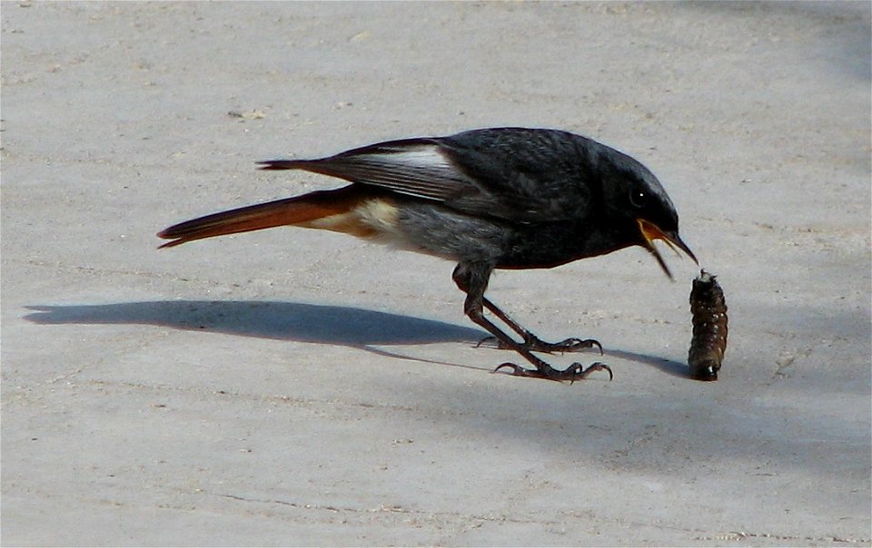 A Black Redstart eating a larva, Brno - Bystrc