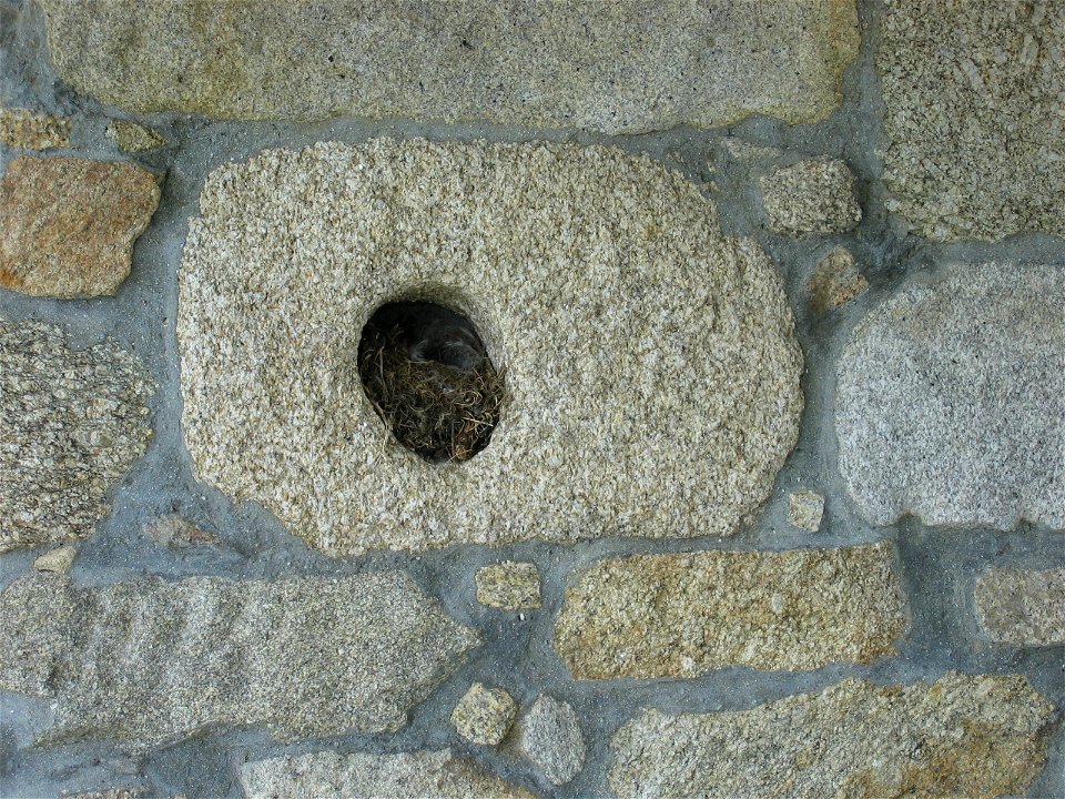 Niño de curroxo (Phoenicurus ochruros)na zona da Lanzada (Sanxenxo). Français : Nid de rouge-queue noir (Phoenicurus ochruros) (commune de Sanxenxo en Galice (Espagne). photo