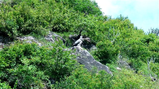 An adult Himalayan Griffon Vulture in its habitat. Taken near Kherna off Nainital.