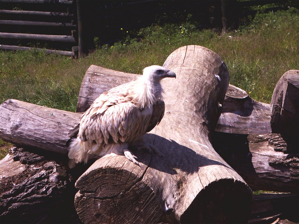 Himalayan Griffon Vulture (Gyps himalayensis) in ZOO Ústí nad Labem