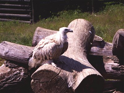 Himalayan Griffon Vulture (Gyps himalayensis) in ZOO Ústí nad Labem