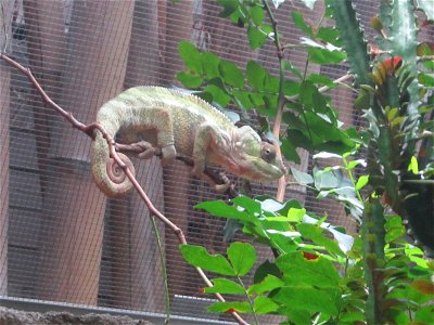 Chameleon in Berlin Zoo photo