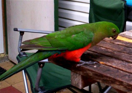 A female Australian King Parrot