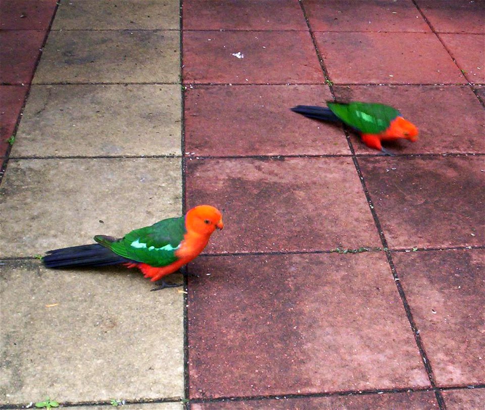 Two male Australian King Parrots in Queensland, Australia.