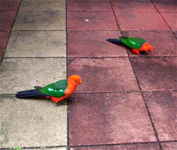 Two male Australian King Parrots in Queensland, Australia.