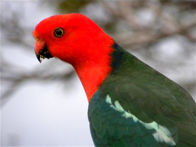 Australian King Parrot (Alisterus scapularis)