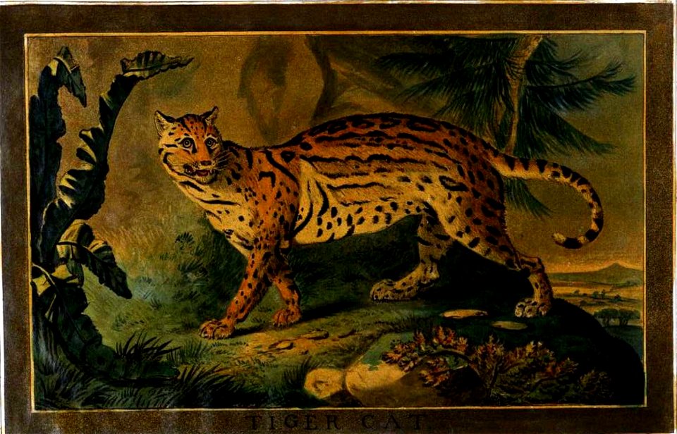 Illustration from Charles Catton the Younger Animals drawn from nature and engraved in aqua-tinta