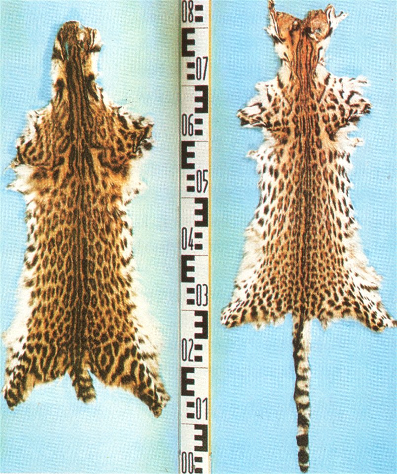 . Left Mato Grosso-type, right Ceara-Type.
Trade names: Leopard Cat, Mineiros, Orientales, Pintados, Bahiakatze, Cearakatze, Mato Grossokatze, Ozelotkatze, Südamerikanische Wildkatze
Scientific synony