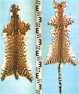 . Left Mato Grosso-type, right Ceara-Type.
Trade names: Leopard Cat, Mineiros, Orientales, Pintados, Bahiakatze, Cearakatze, Mato Grossokatze, Ozelotkatze, Südamerikanische Wildkatze
Scientific synony