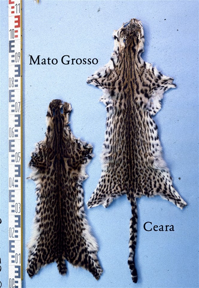 Tiger cat fur skin, Mato Grosso and Ceara (Leopardus tigrinus). Fur skin collection, Bundes-Pelzfachschule, Frankfurt/Main, Germany
