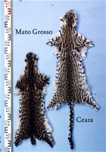 Tiger cat fur skin, Mato Grosso and Ceara (Leopardus tigrinus). Fur skin collection, Bundes-Pelzfachschule, Frankfurt/Main, Germany