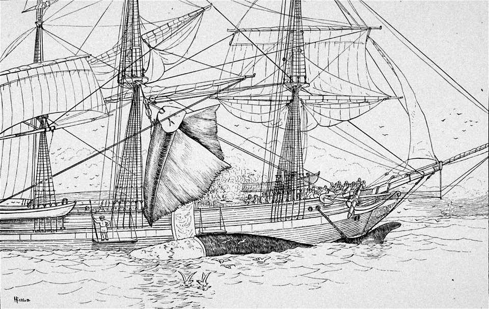 A ship on the Northwest coast of America cutting in her last right whale. The whalers are hoisting the baleen ("whalebone") onto deck. (courtesy NOAA Photo Library)