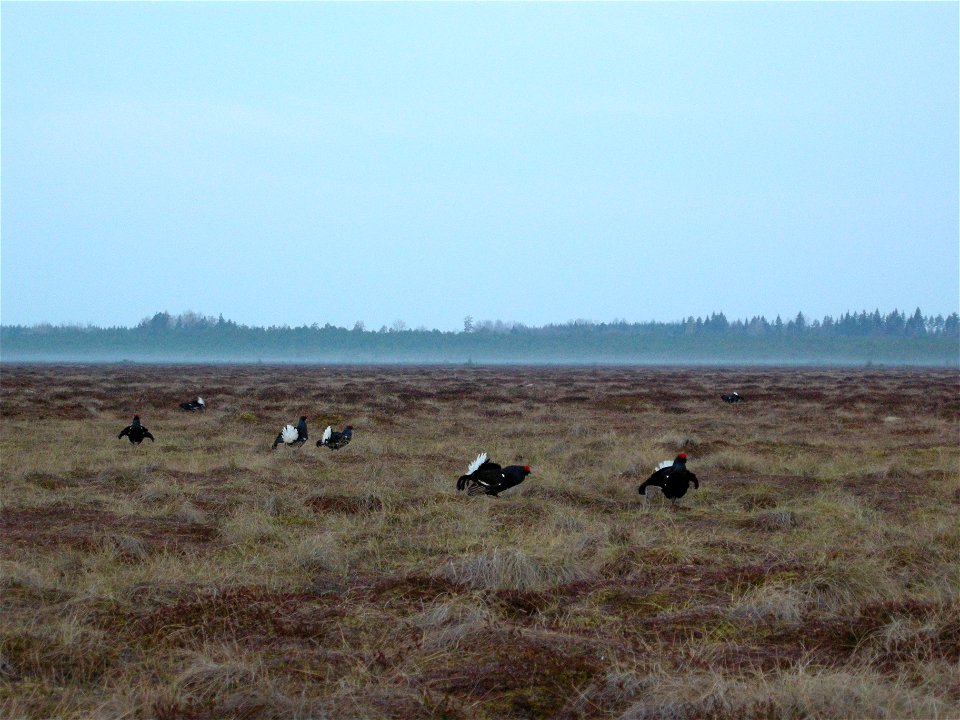 7 Black grouses (Tetrao tetrix) males displaying on a lek, in the Uppland province of Sweden