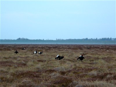7 Black grouses (Tetrao tetrix) males displaying on a lek, in the Uppland province of Sweden