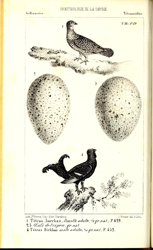 (ialli 
aacees 
ORNITHOLOGIE DE LA SAVOIE 
I cl p&onidéei. 
&§&?"* 
£m&^ 
^&à&st^ i^j 
T.IIf: P. /S 
':. ' " - ^M£$z 
i.ùmm$i-s , 
JéÉÊ/' • 

™