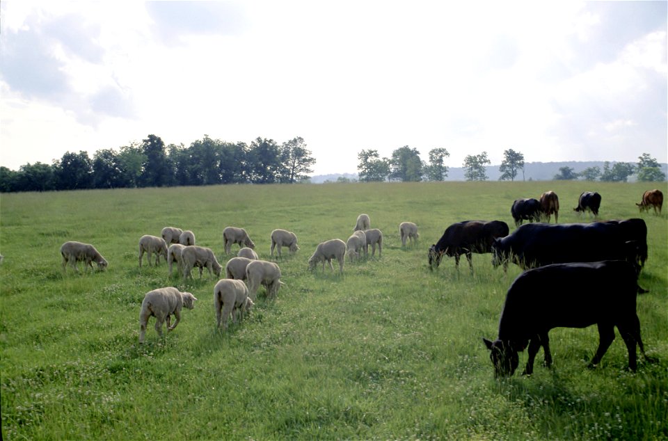 Cattle and sheep