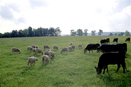 Cattle and sheep photo