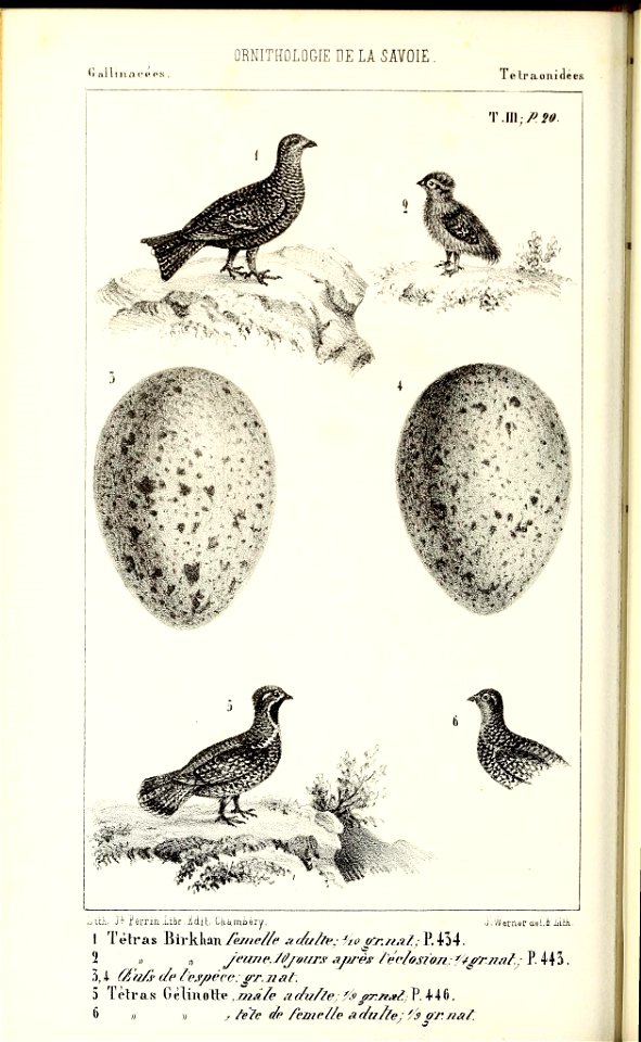 ORNITHOLOGIE DE LA SAVOIE 
(i al lin.T 
Te Iraonidees. 
'\\\1\:/..Î0. 
v"f. 
r.vr'** 
Li uL 74 £" errin .uibr . & dit. Ckami èry. J . (Ai einur cLei.à iiÛi. 
1 Tétras Birkhan femelle «* dulle, J i
