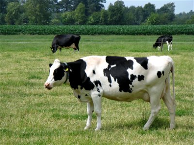 cow photo