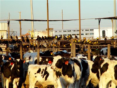 DBAZBenedicts AZ feedlot blackbirds3 photo