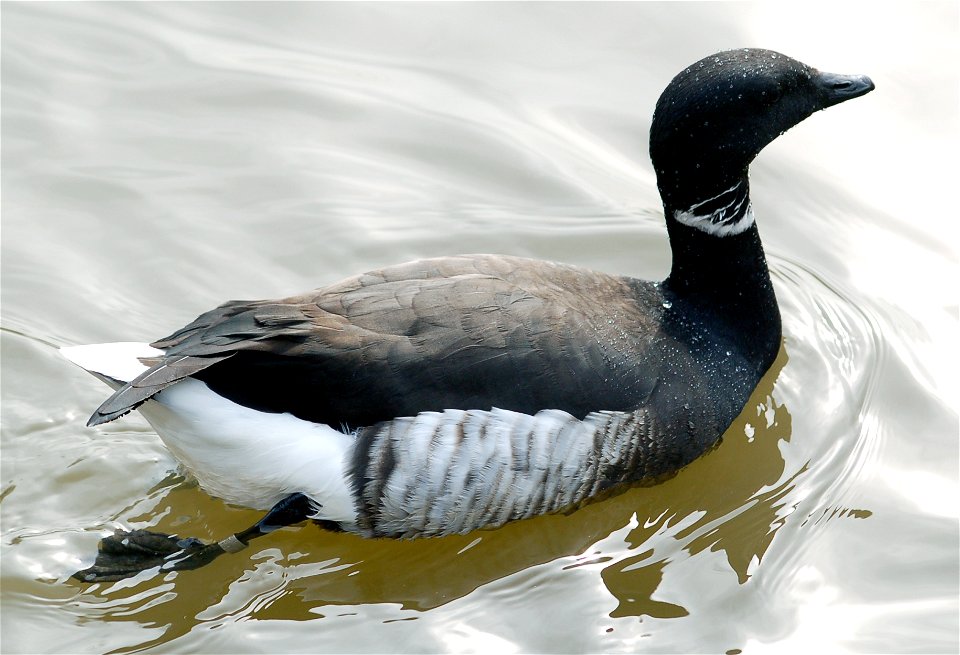Black Brant (Branta bernicla orientalis on the Slimbridge information board but B.b.nigricans in Wikipedia), at Slimbridge Wildfowl and Wetlands Centre, Gloucestershire, England.

Photographed  by Adr