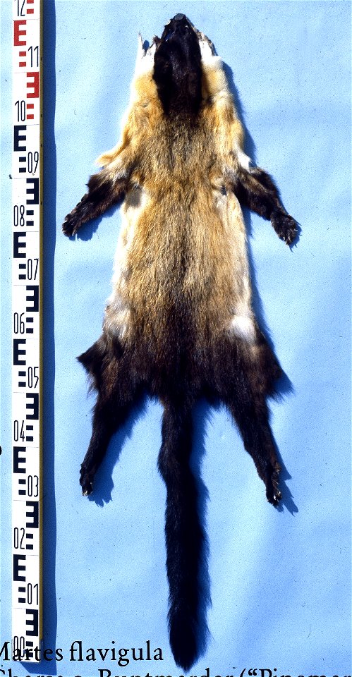 Indian marten fur skin (Martes flavigula). Fur skin collection, Bundes-Pelzfachschule, Frankfurt/Main, Germany