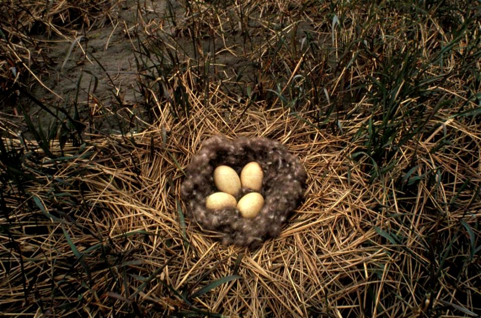 Black Brant (Branta bernicla) Nest