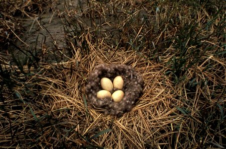 Black Brant (Branta bernicla) Nest