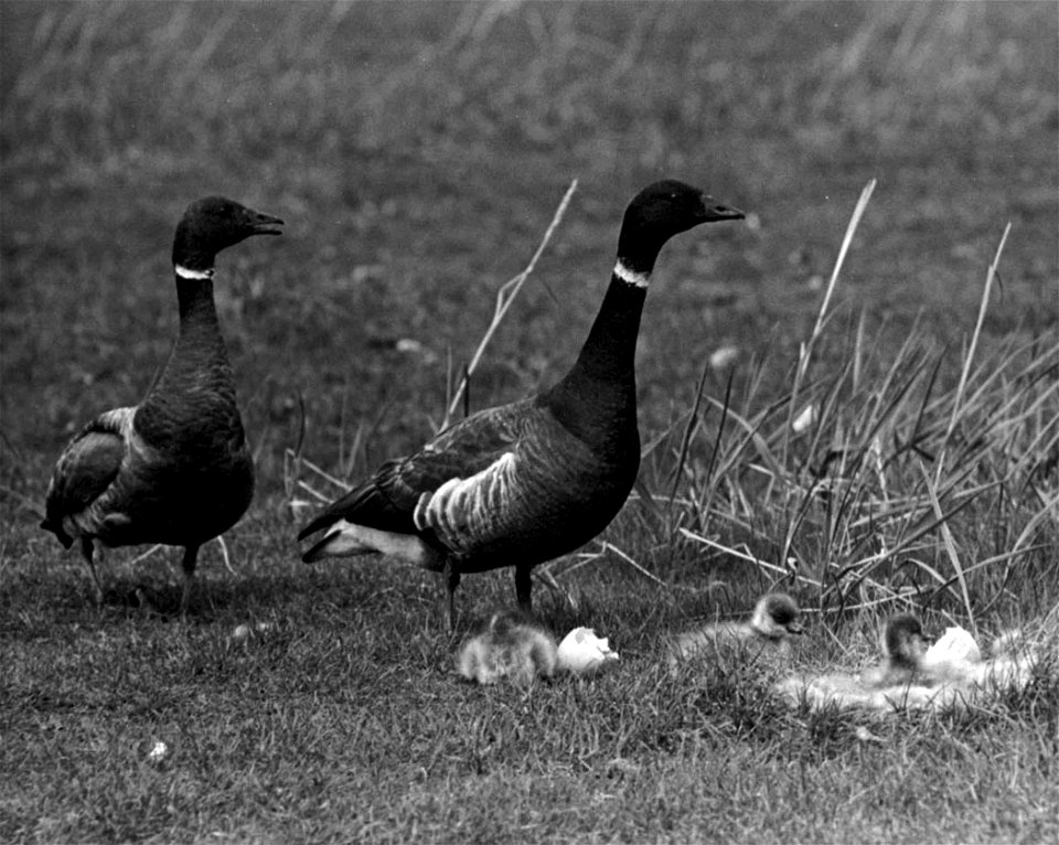 Pair of Black Brant Goose Branta bernicla nigricans with newly hatched goslings
Image from Public domain images website, http://www.public-domain-image.com/full-image/vintage-photography-public-domain