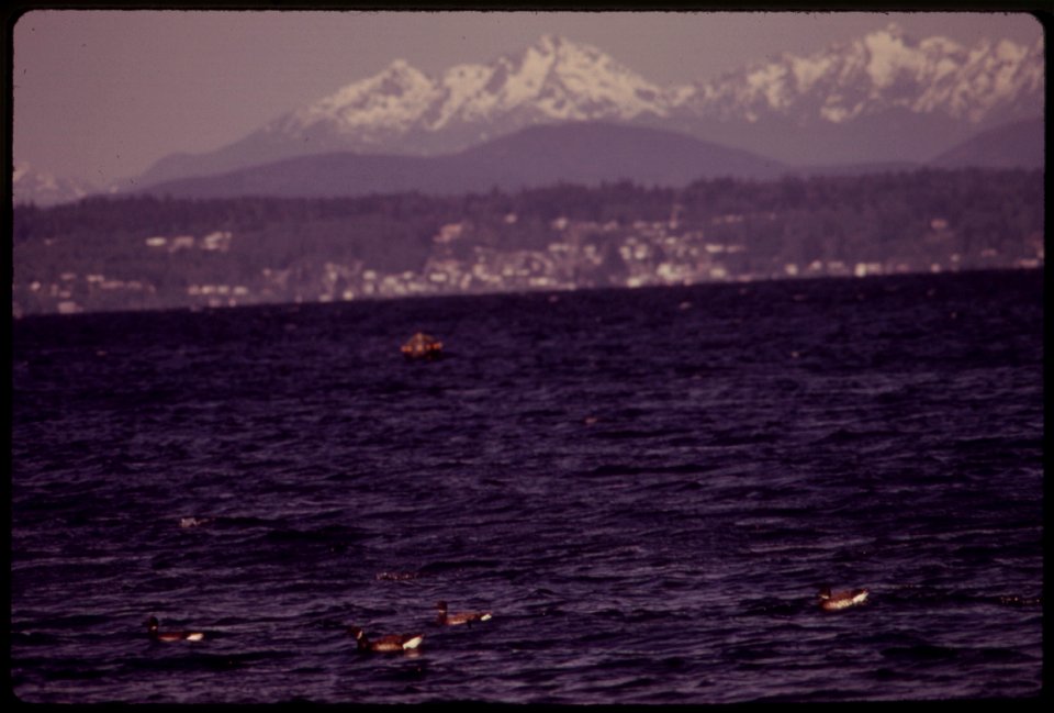 BLACK BRANT GEESE REST ON THE WATERS OF PUGET SOUND AT ALKI POINT DURING THEIR ANNUAL MIGRATION BETWEEN MEXICO AND THE ARCTIC CIRCLE. OLYMPIC MOUNTAINS IN BACKGROUND photo