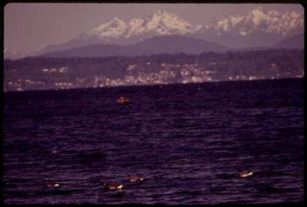 BLACK BRANT GEESE REST ON THE WATERS OF PUGET SOUND AT ALKI POINT DURING THEIR ANNUAL MIGRATION BETWEEN MEXICO AND THE ARCTIC CIRCLE. OLYMPIC MOUNTAINS IN BACKGROUND photo