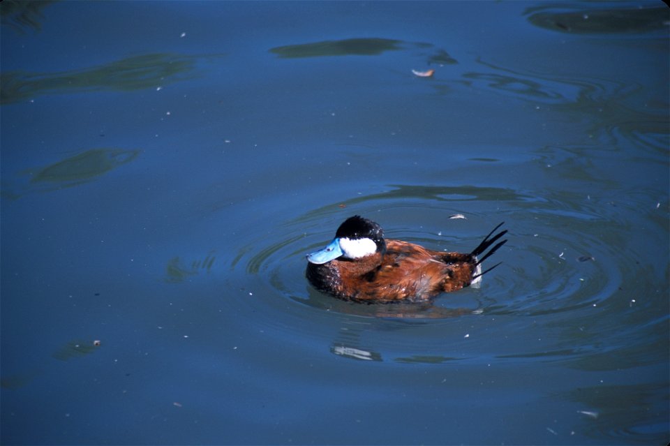 Oxyura jamaicensis NBII