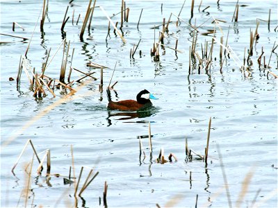 The ruddy duck is the only species where drakes hold their tails at an upright angle. They are built for the water and usually dive or swim to avoid danger. Ruddy ducks are often seen at J. Clark Sa photo