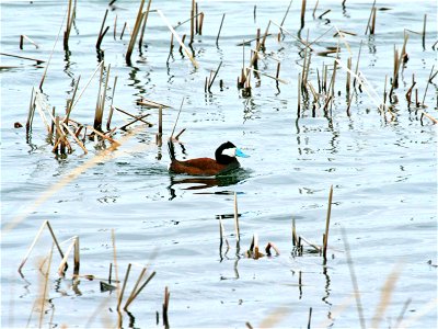 The ruddy duck is the only species where drakes hold their tails at an upright angle.  They are built for the water and usually dive or swim to avoid danger.  Ruddy ducks are often seen at J. Clark Sa