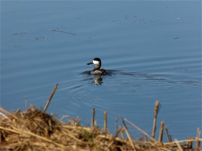 At Mattamuskeet National Wildlife Refuge in North Carolina. The Refuge’s prime location along the Atlantic Flyway makes it a vitally important stopover for wintering waterfowl. Credit: Allie Stewart, 
