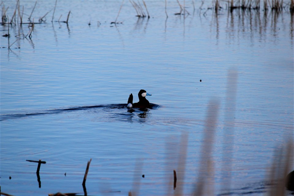 This Ruddy Duck was showing off to his mate who was watching from the safety of the cattails. Picture captured during inspection of this new wetland easement acquisition.
Location: Audubon WMD, Sherid