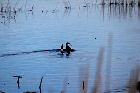 This Ruddy Duck was showing off to his mate who was watching from the safety of the cattails. Picture captured during inspection of this new wetland easement acquisition.
Location: Audubon WMD, Sherid