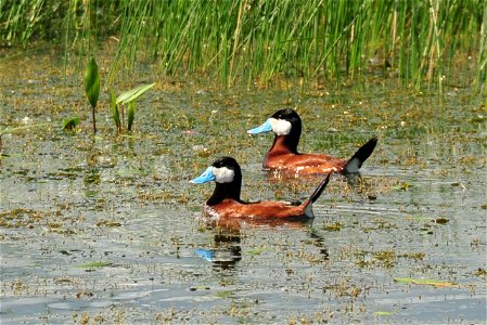 Ruddy ducks at South Dakota’s Sand Lake NWR. Photo: Tom Koerner/USFWS. photo