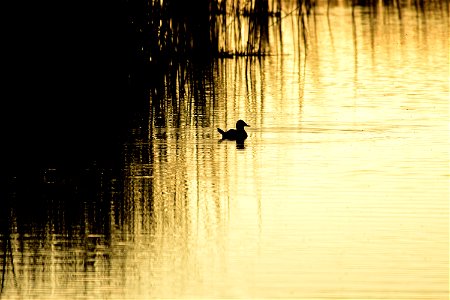 The silhouette of a ruddy duck. Photo: Tom Koerner/USFWS photo