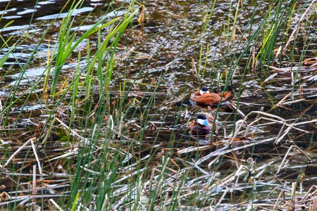 Ruddy ducks (Oxyura jamaicensis) on Floating Island Lake photo