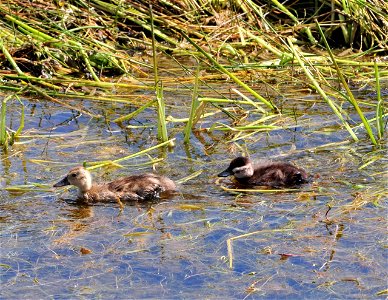 Ducklings.  Photo by Keith Penner