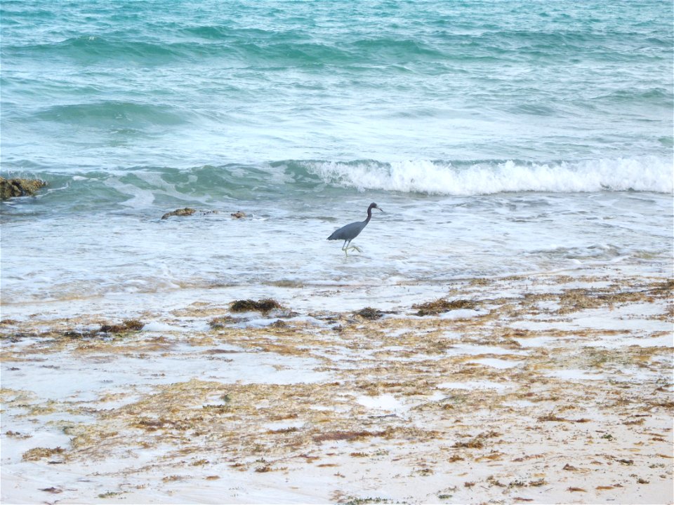 On South Andros Island


Photo Credit: Caleb Spiegel/USFWS