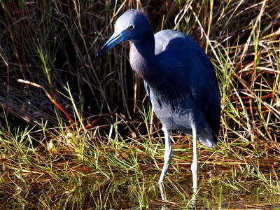 A Little Blue Heron (Egretta caerulea) prowls a tidal flat for dinner. Photo taken with an Olympus E-P1 in the Merritt Island National Wildlife Refuge, FL, USA.Cropping and post-processing performed w photo
